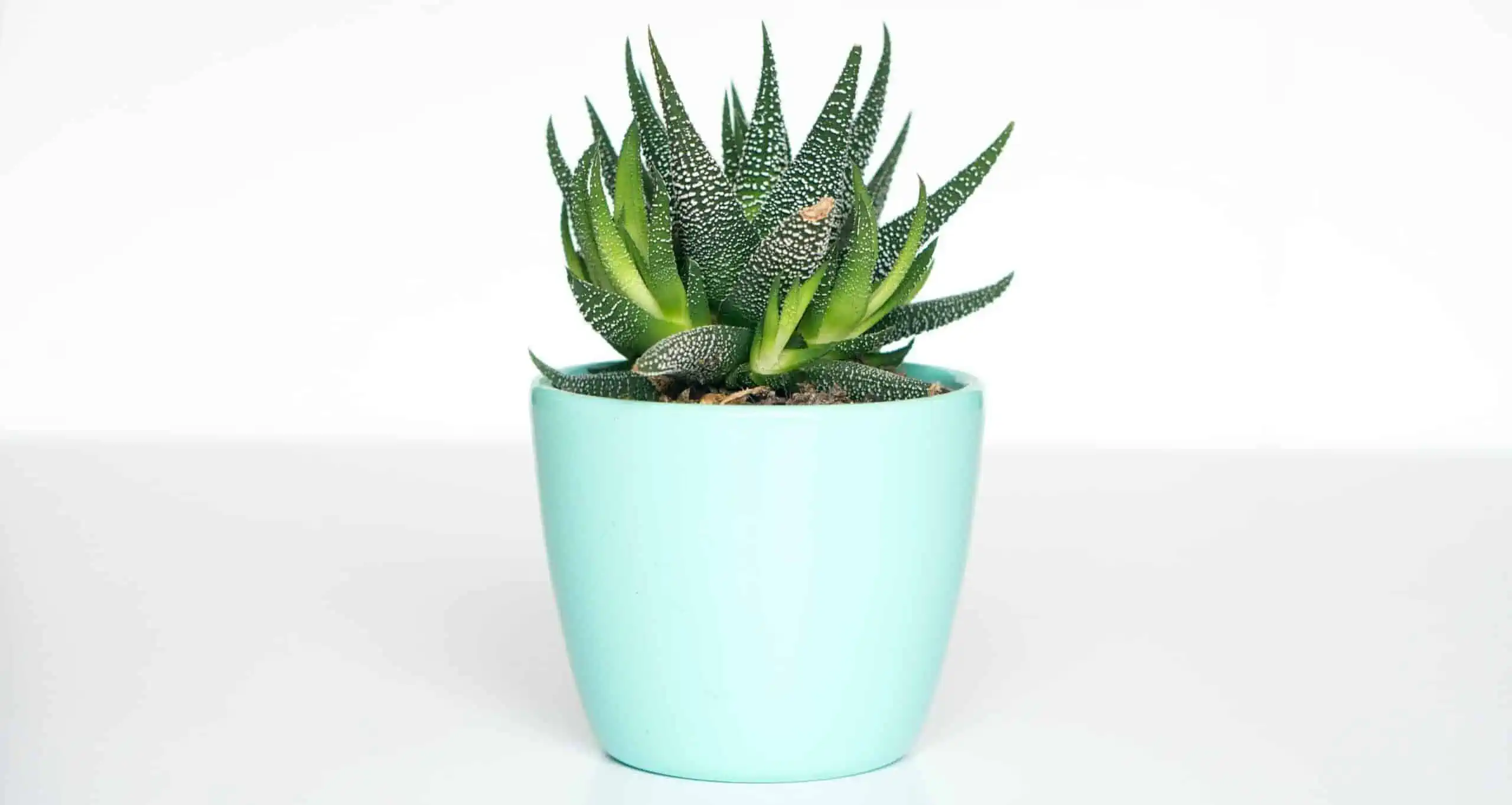 Succulent in a pot