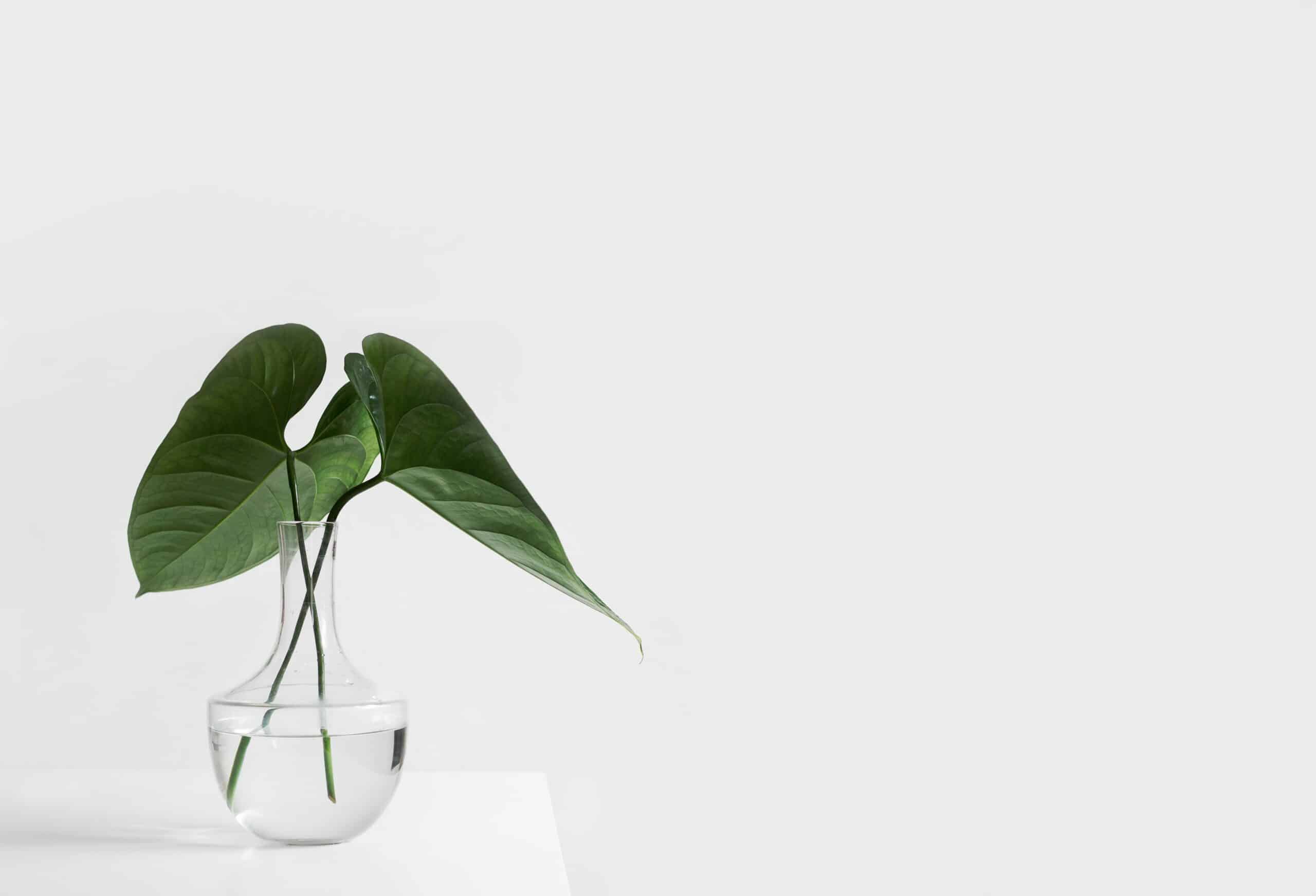 A plant sapling in a vase filled with water